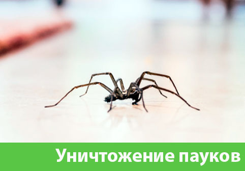 Избавиться от пауков в городе Саранск
