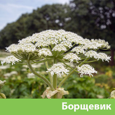Борщевик в Саранске