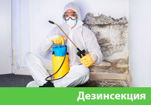 Дезинсекция в городе Саранск