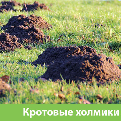 Кроты на участке в Саранске