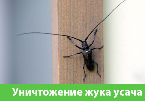 Обработка от жука усача в городе Саранск