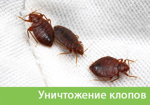 Уничтожение клопов в городе Саранск
