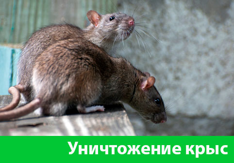 Уничтожение крыс в городе Саранск