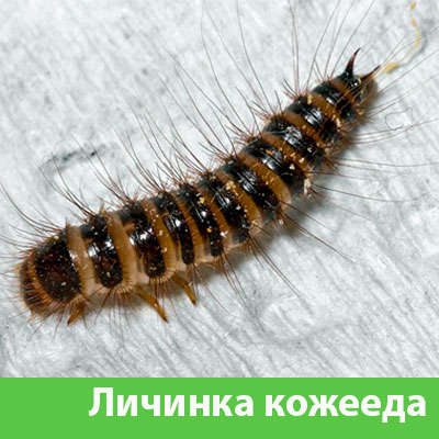 Личинка Кожееда в Саранске