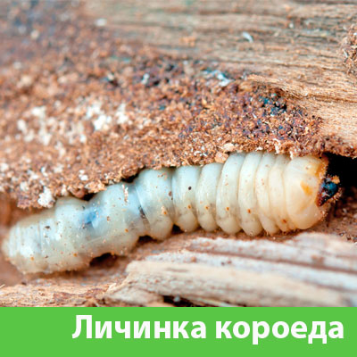 Уничтожение личинок короеда в Саранске