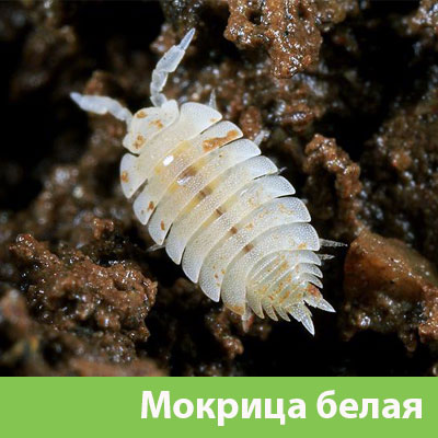 Мокрица в Саранске фото