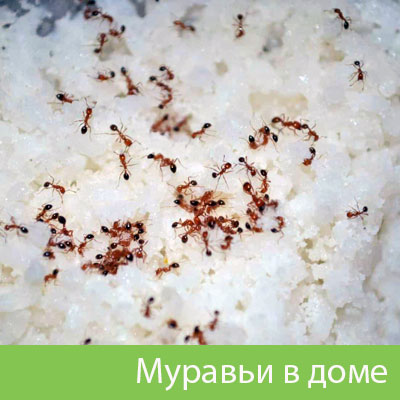 Муравьи в доме в Саранске