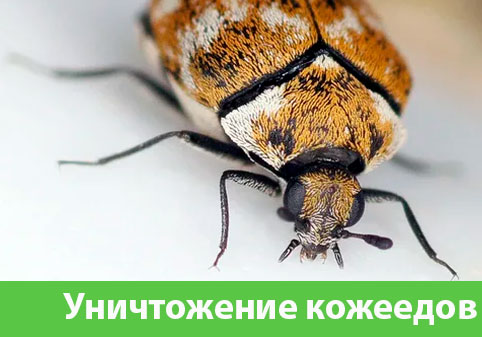 Обработка от кожееда в городе Саранск 