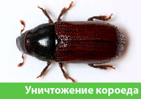 Обработка от древоточца в городе Саранск