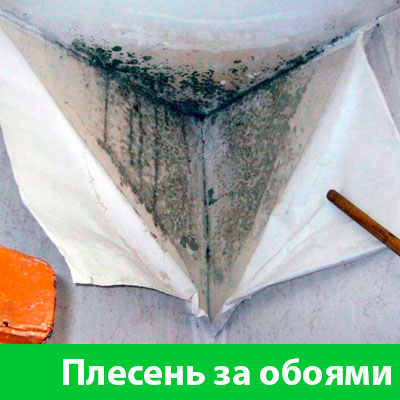 Удаление плесени в Саранске