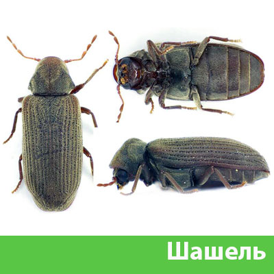 Обработка от шашеля в городе Саранск