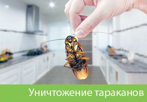 Уничтожение тараканов в городе Саранск