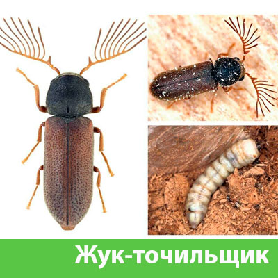 Уничтожение точильщика и личинок в Саранске