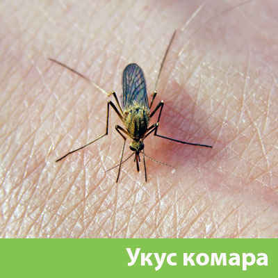 Укусы комаров в Саранске