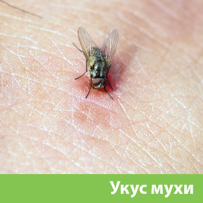 Уничтожение мух в Саранске