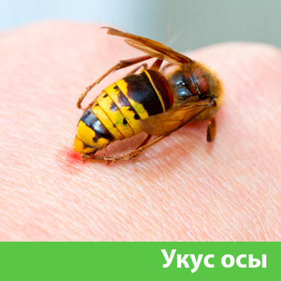 Профессиональное уничтожение ос и шершней в Саранске