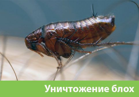 Уничтожение блох в городе Саранск