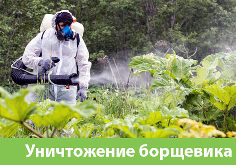 Уничтожение Борщевика в городе Саранск