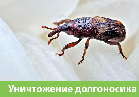 Уничтожение долгоносиков в городе Саранск