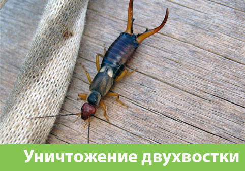 Уничтожение двухвостки в городе Саранск