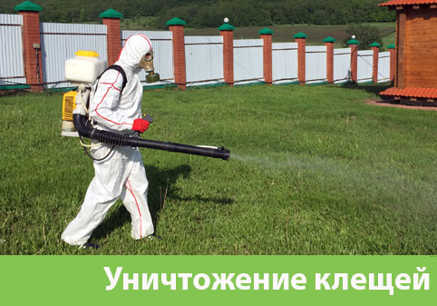 Уничтожение клещей в городе Саранск