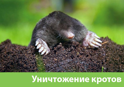 Уничтожение кротов в городе Саранск