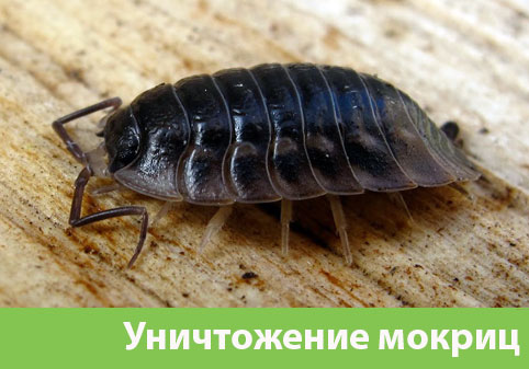 Мокрицы в квартире в городе Саранск