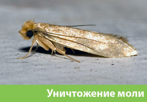 Уничтожение моли в городе Саранск 