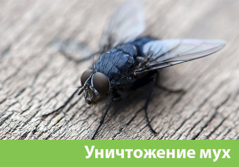 Уничтожение мух в городе Саранск