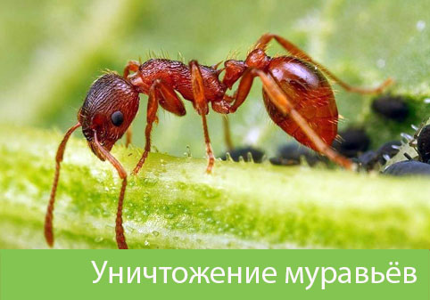 Уничтожение муравьёв в городе Саранск