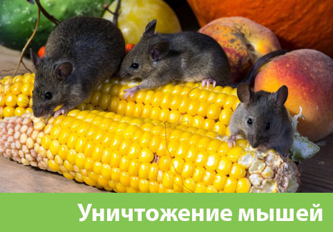 Уничтожение мышей в Саранске