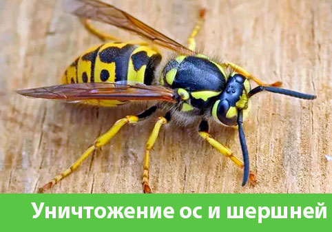 Уничтожение ос и шершней в городе Саранск